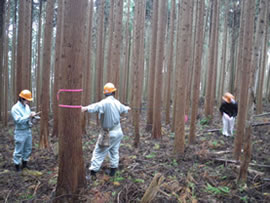 標準地の立木調査