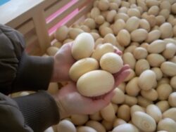 ひのきボールプール